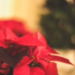 From Ordinary to Extraordinary: Transforming Your Outdoor Space Into an Oasis