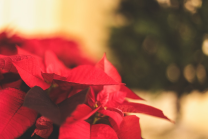 From Ordinary to Extraordinary: Transforming Your Outdoor Space Into an Oasis